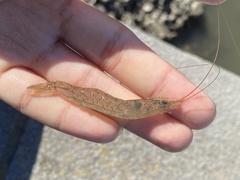 Metapenaeus macleayi