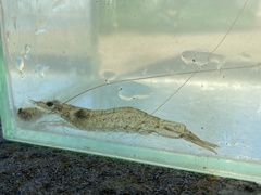 Metapenaeus macleayi