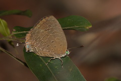 Arhopala aida
