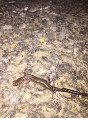 Plethodon dixi