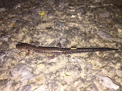 Plethodon dixi