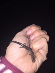 Plethodon dixi