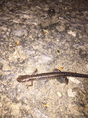 Plethodon dixi