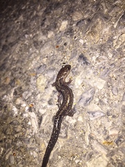 Plethodon dixi