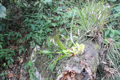 Image of Maxillaria densa by (c) Victor De la Cruz, some rights reserved (CC BY)