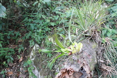 Maxillaria densa
