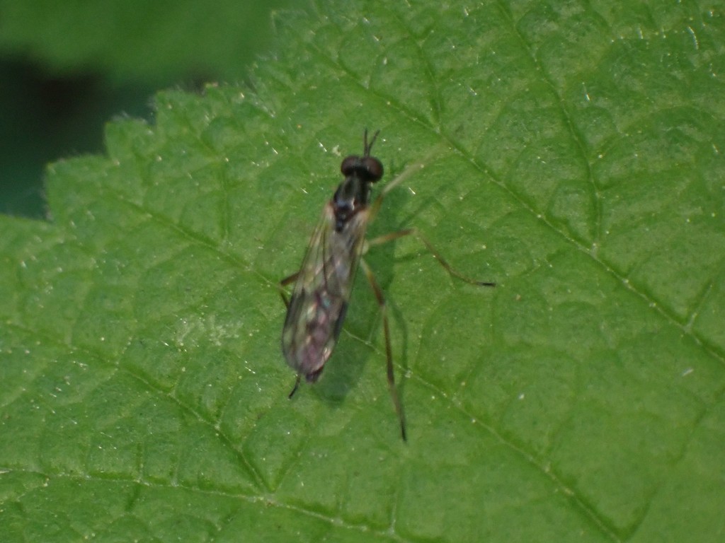 Xylophagus gracilis