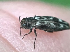 Agrilus lecontei