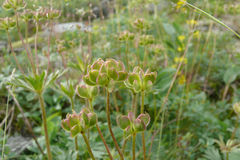 Anemonastrum biarmiense