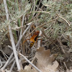 Cryptocheilus annulatus