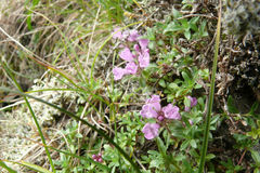 Thymus talijevii paucifolius