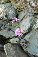 Thymus talijevii paucifolius