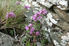 Thymus talijevii paucifolius