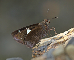 Notocrypta feisthamelii alysos