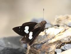 Notocrypta feisthamelii alysos