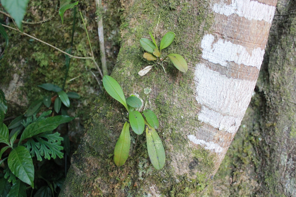 Masdevallia floribunda; photograph (c) Victor De la Cruz, some rights reserved (CC BY)