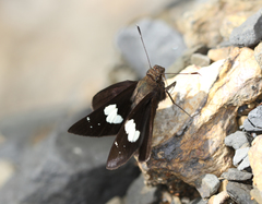 Notocrypta feisthamelii alysos