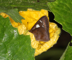 Notocrypta feisthamelii alysos