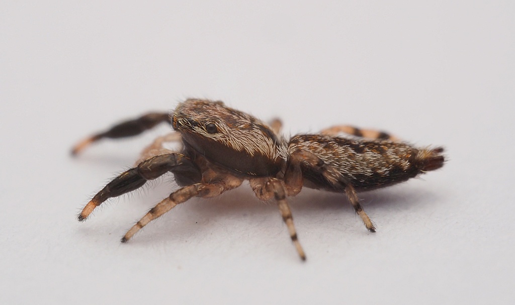 Jumping Spiders from Kaeo, New Zealand on March 12, 2021 at 1020 PM by