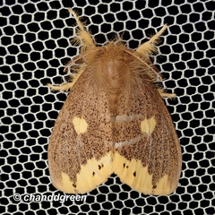 Euproctis quadrangularis