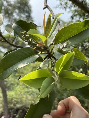 Magnolia maudiae, photograph 2