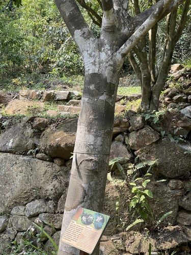 Magnolia maudiae, photograph 3
