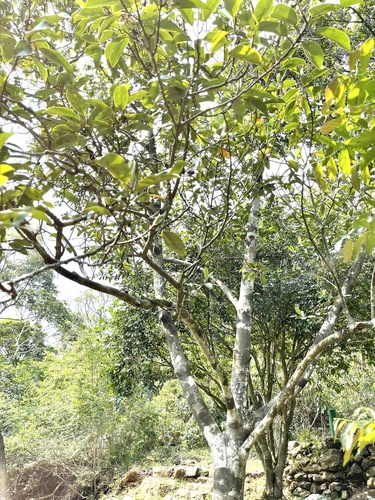 Magnolia maudiae, photograph 4