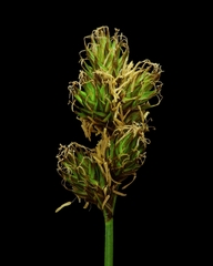 Carex subbracteata