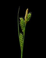 Carex gynodynama