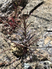 Streptanthus glandulosus niger