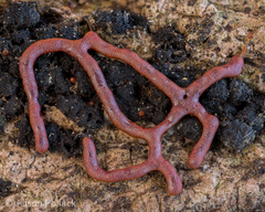 Willkommlangea reticulata