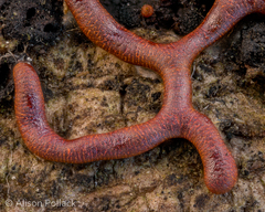 Willkommlangea reticulata