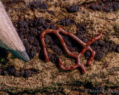 Willkommlangea reticulata