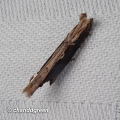 Hypatima spathota