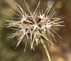 Microseris douglasii douglasii
