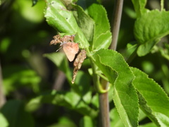 Callophrys augustinus iroides