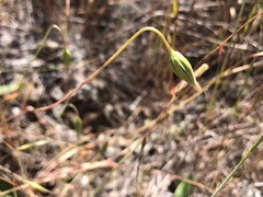 Microseris douglasii douglasii