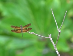 Rhyothemis obsolescens