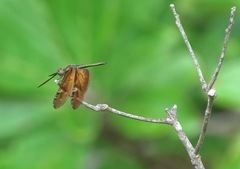 Rhyothemis obsolescens