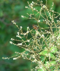 Rhyothemis obsolescens