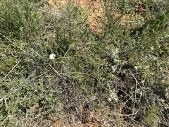 Calystegia stebbinsii