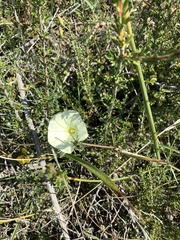 Calystegia stebbinsii
