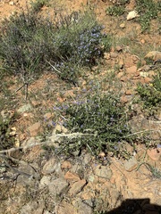 Ceanothus lemmonii