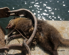 Crossarchus platycephalus