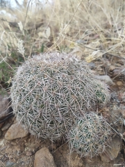 Coryphantha recurvata recurvata