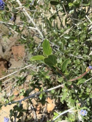 Ceanothus lemmonii