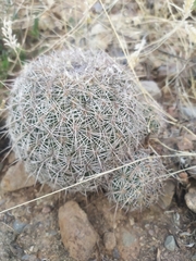 Coryphantha recurvata recurvata