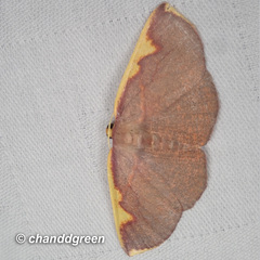 Nothomiza flavicosta