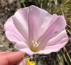 Calystegia occidentalis occidentalis
