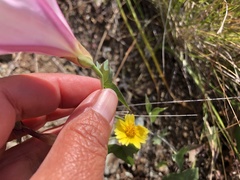 Calystegia occidentalis occidentalis